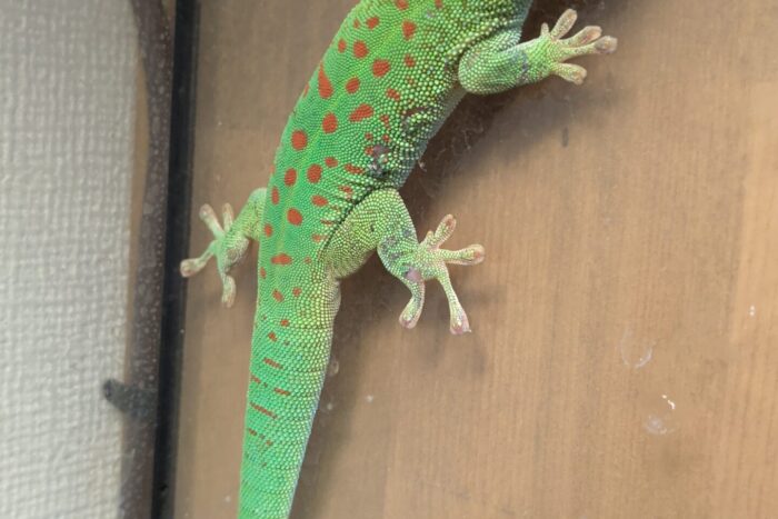 クリムゾングランディスヒルヤモリ